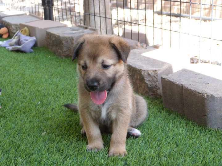 chinook dog